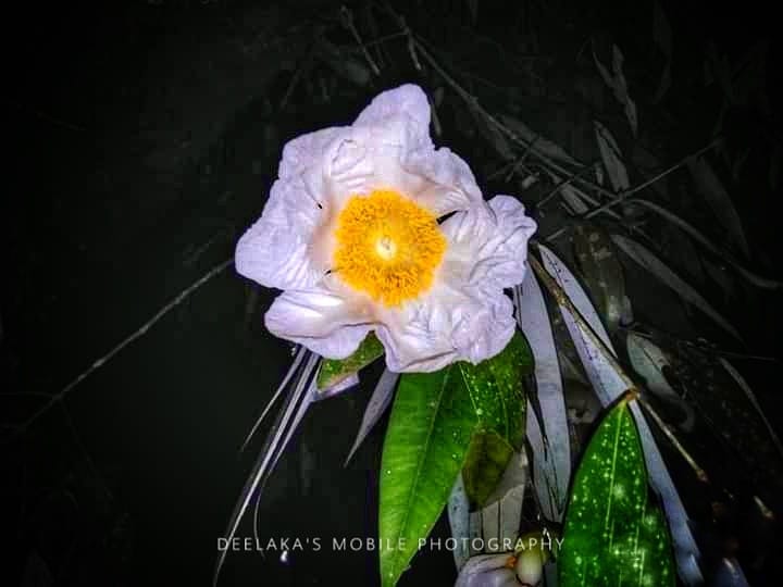A Na-flower